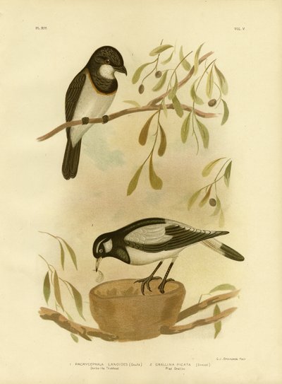 White-Breasted Whistler by Gracius Broinowski